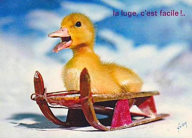 Peluche canard Saturnin Jemini